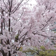 勝山公園內今天最靚既櫻花。