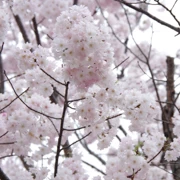 勝山公園內今天最靚既櫻花。