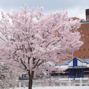 勝山公園內今天最靚既櫻花。