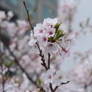 門司港周圍都係櫻花。