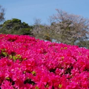 園內不同既花卉。