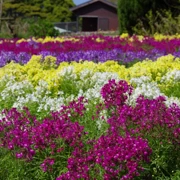 園內不同既花卉。