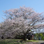 園內既櫻花樹。