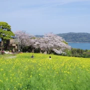 油菜花田。