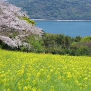 油菜花田。