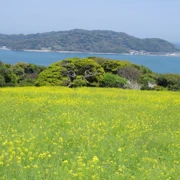 油菜花田。