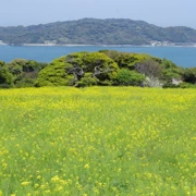 油菜花田。