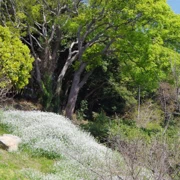 園內餐廳，正正對著前面既油菜花田。