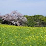 10分鐘船程就由福岡來到一個寧靜既小島。