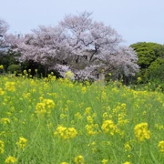 油菜花田。