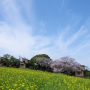 油菜花田。