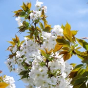 今天公園仍會搵到這樣既櫻花。