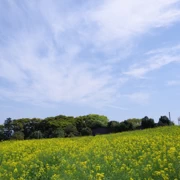 油菜花田。