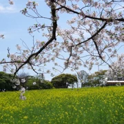 油菜花田。