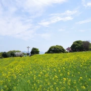 油菜花田。