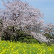 油菜花田。