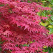 東長寺既紅葉。