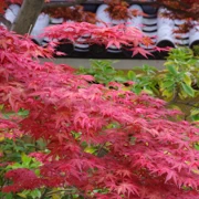 東長寺既紅葉。