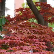 東長寺既紅葉。