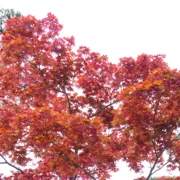 東長寺既紅葉。