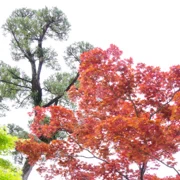 東長寺既紅葉。