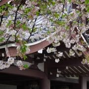 東長寺既櫻花。