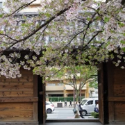 東長寺既櫻花。