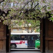 東長寺既櫻花。