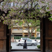 東長寺既櫻花。