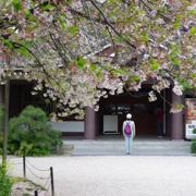 東長寺既櫻花。