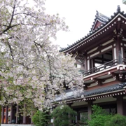 東長寺既櫻花。