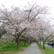 『海の中道海浜公園』既櫻花。