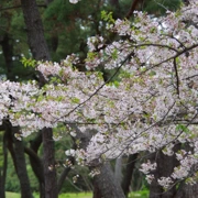 『海の中道海浜公園』既櫻花。