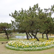 『海の中道海浜公園』既櫻花。