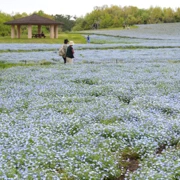 粉蝶花田。