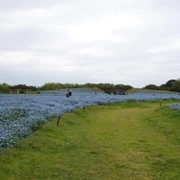 粉蝶花田。