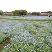 粉蝶花田。