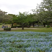 粉蝶花田。