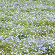 粉蝶花田。