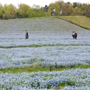 粉蝶花田。