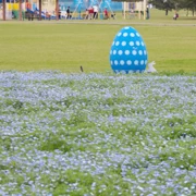 粉蝶花田。