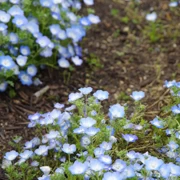 粉蝶花田。