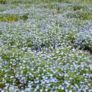 粉蝶花田。