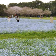 粉蝶花田。