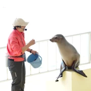 海獅表演。