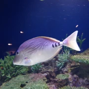 水族館內。