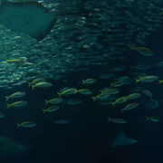 水族館內。