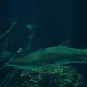 水族館內。