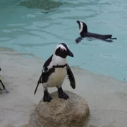 水族館內既企鵝。