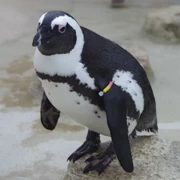 水族館內既企鵝。